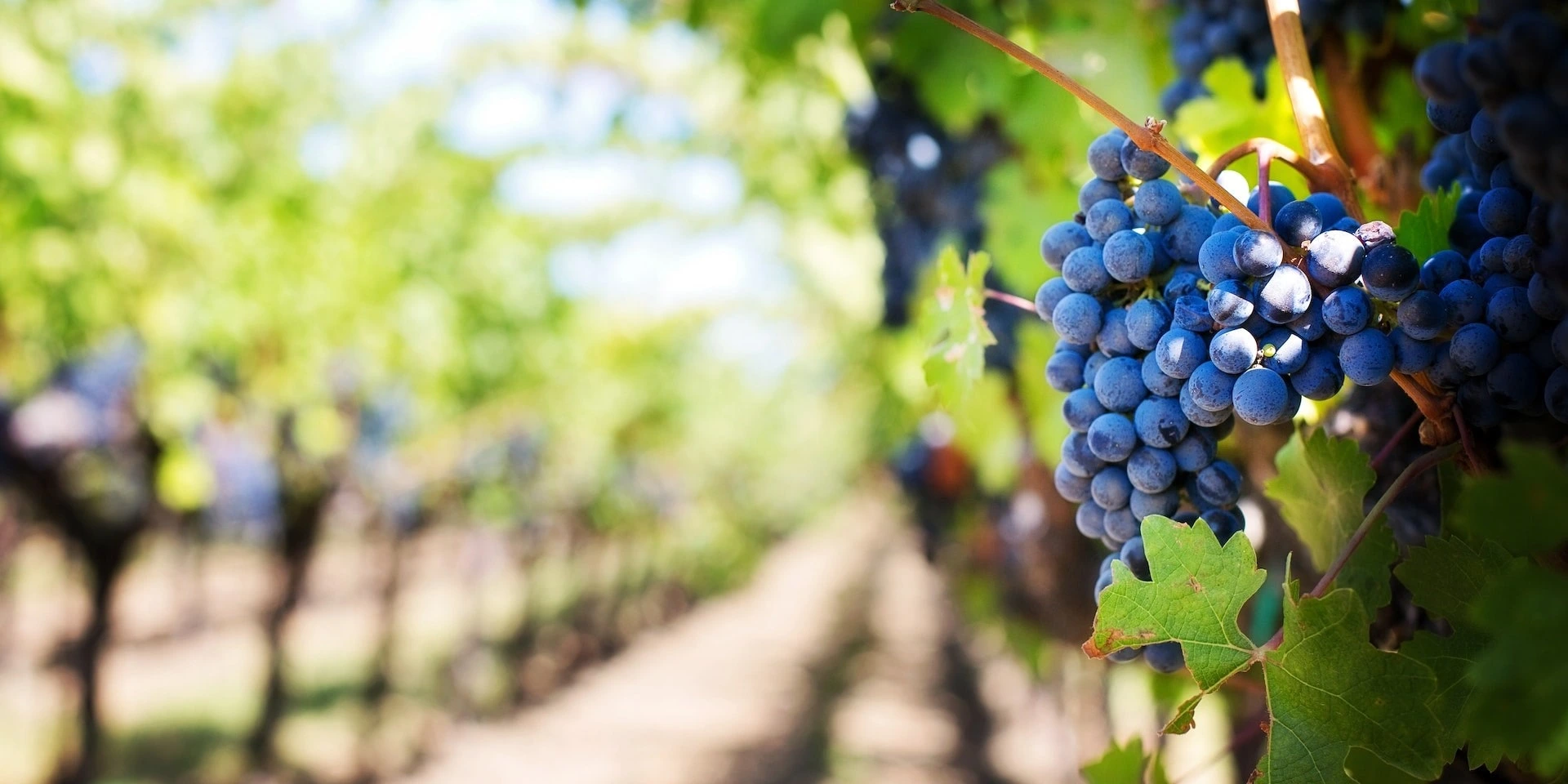 red grapes