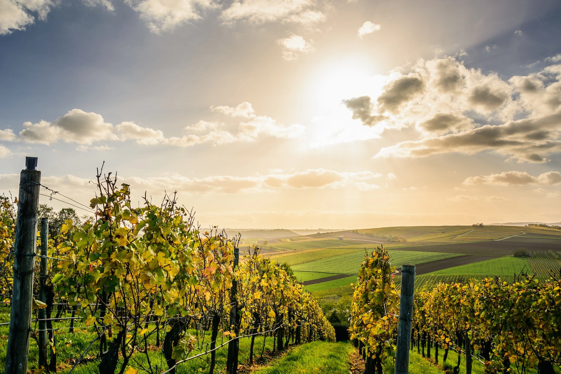 A view of vinieyard and rolling hills