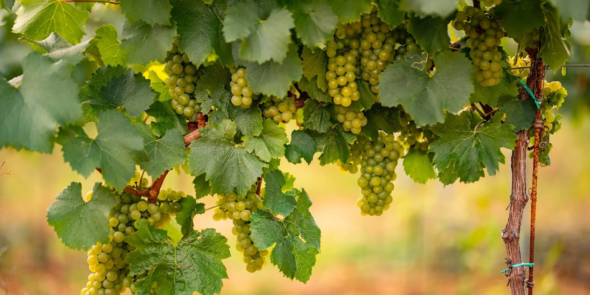 white grapes