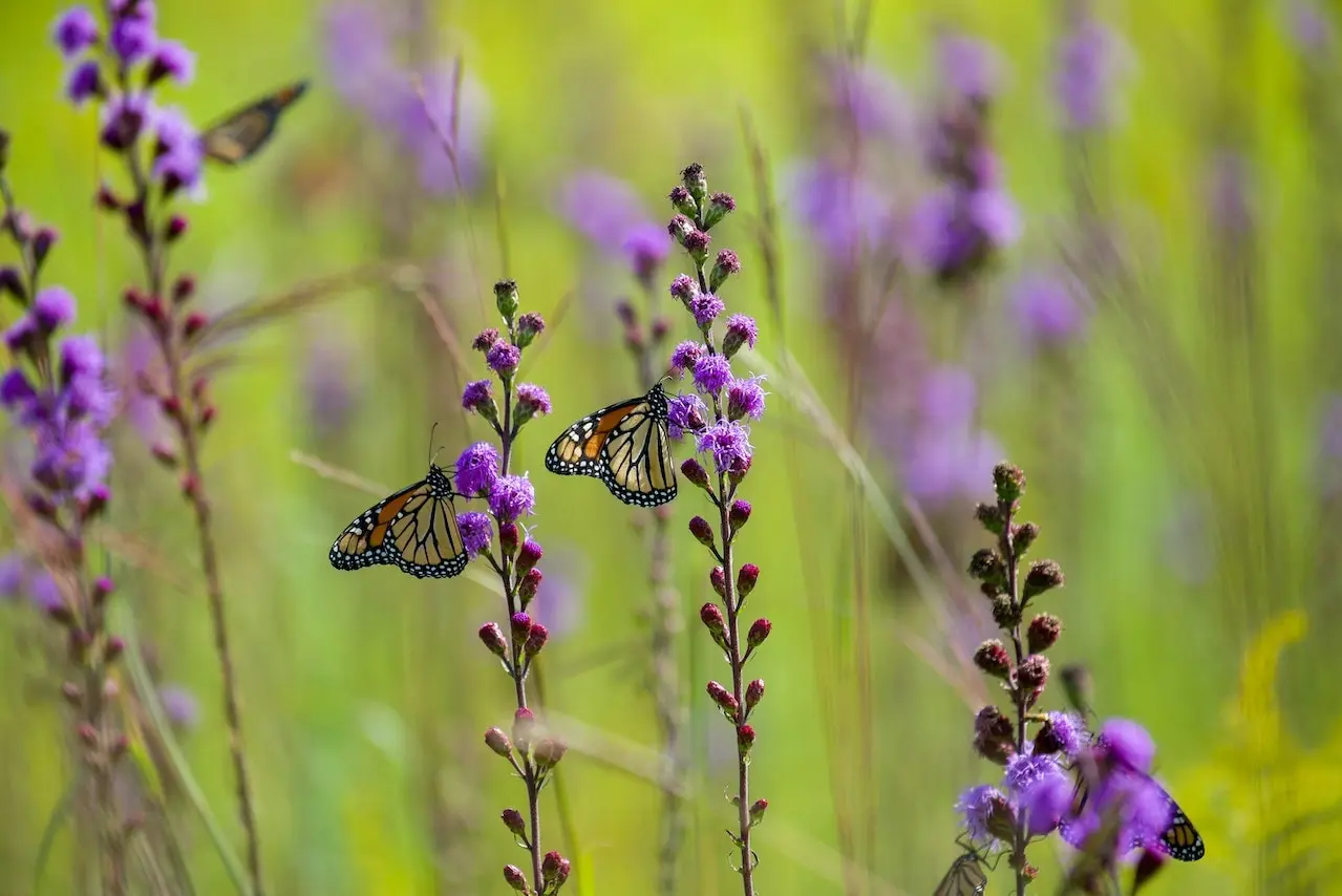 wildflowers and butterfly
